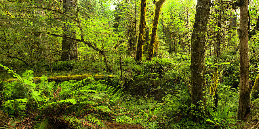 Rain Forrest Photograph By Robert Plotz - Fine Art America