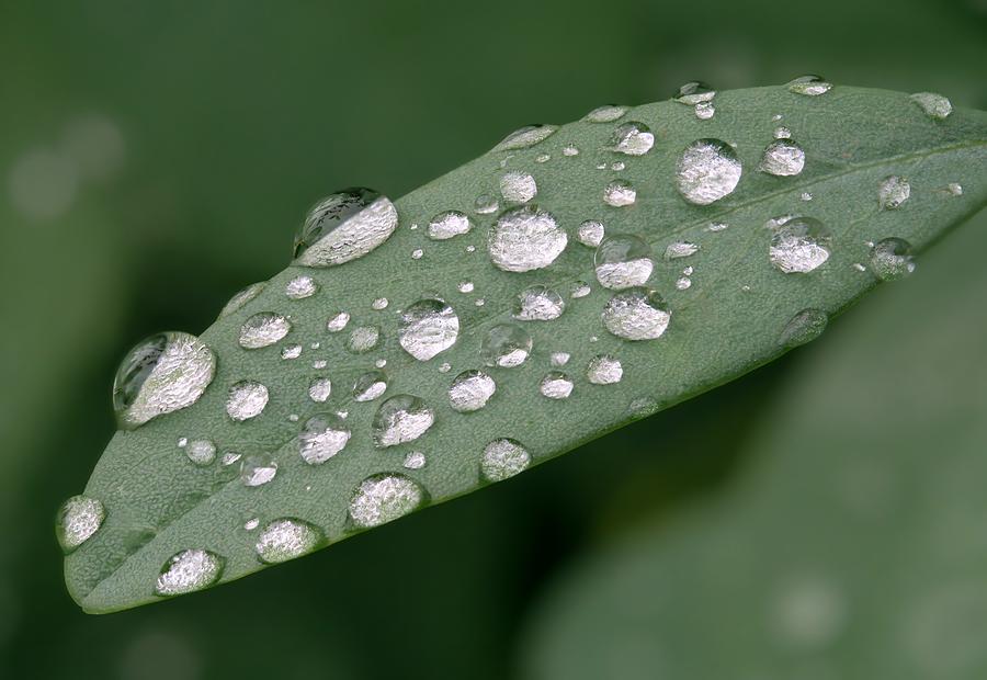Chlorophyll Photograph - Rain on a leaf #1 by Jim Hughes