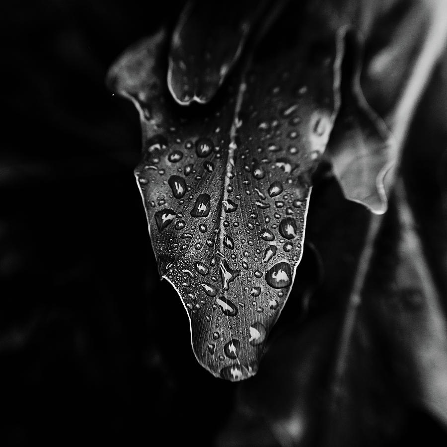 Rain on the Philodendron - BW Photograph by Scott Pellegrin