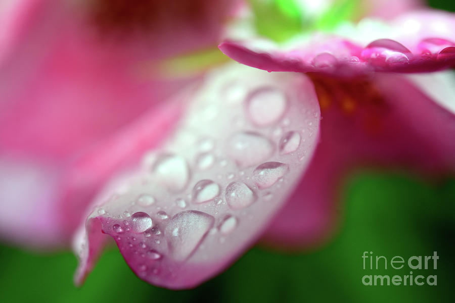 Rain Soaked Rose Petals #1 Photograph by Terry Elniski