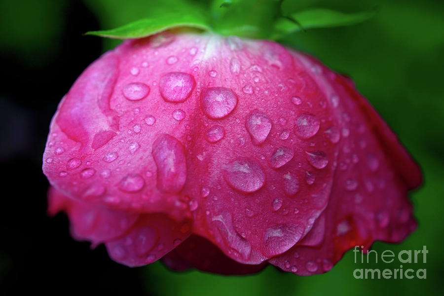 Rain Soaked Rose #2 Photograph by Terry Elniski