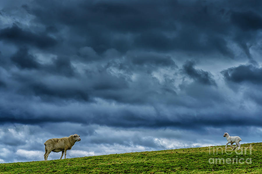 Rain Storm Ewe and Lamb #1 Photograph by Thomas R Fletcher