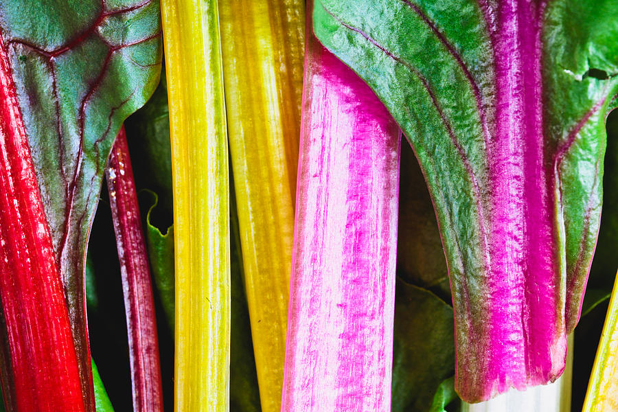 Spinach Photograph - Rainbow chard #1 by Tom Gowanlock