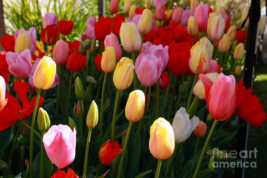 Colourful Tulips Photograph by Elaine Teague