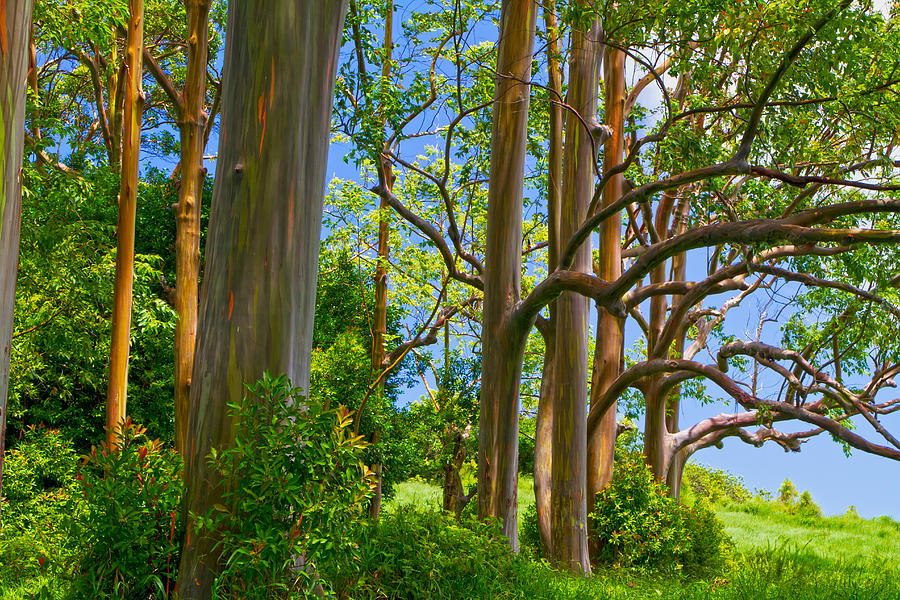 Rainbow eucalyptus Hawaii #1 Photograph by Waterdancer 