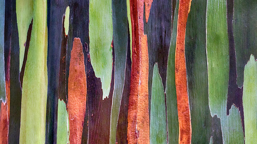 Rainbow Eucalyptus Photograph by Susan Rissi Tregoning