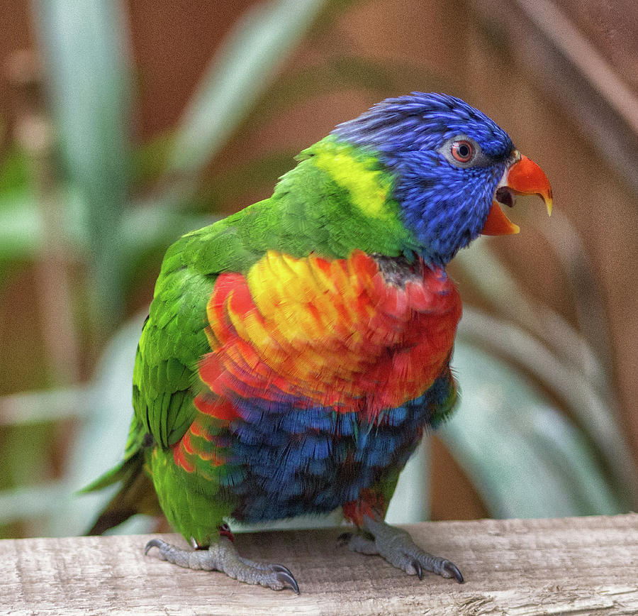 Parrot Photograph - Rainbow Lorikeet #1 by Martin Newman