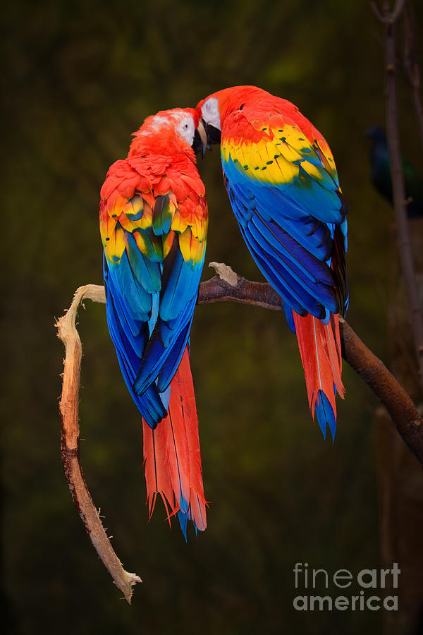 Rainbow Macaw Parrots Painting
