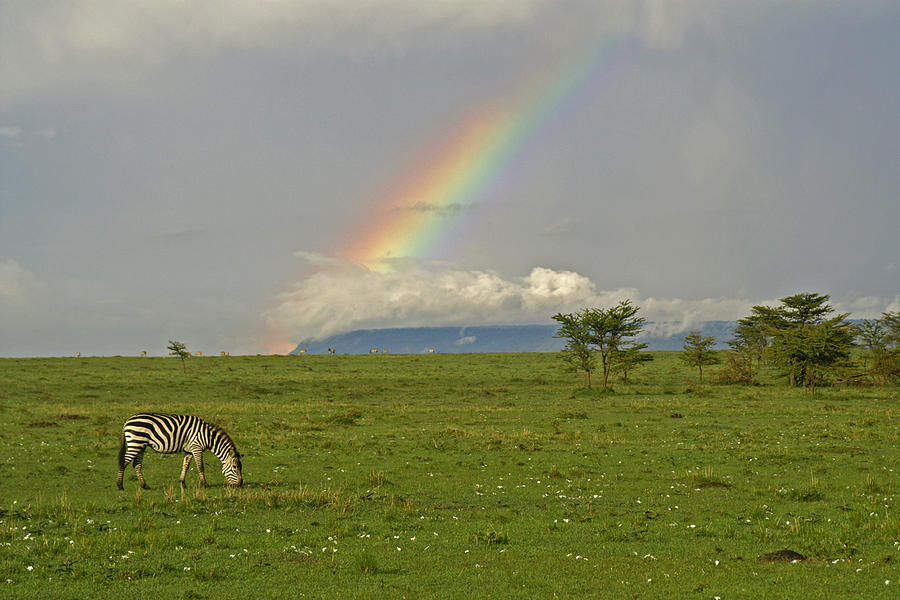 Rainbow Over the Masai Mara #1 Photograph by Michele Burgess