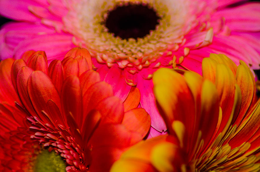 Rainbow sunflowers #1 Photograph by Gerald Kloss