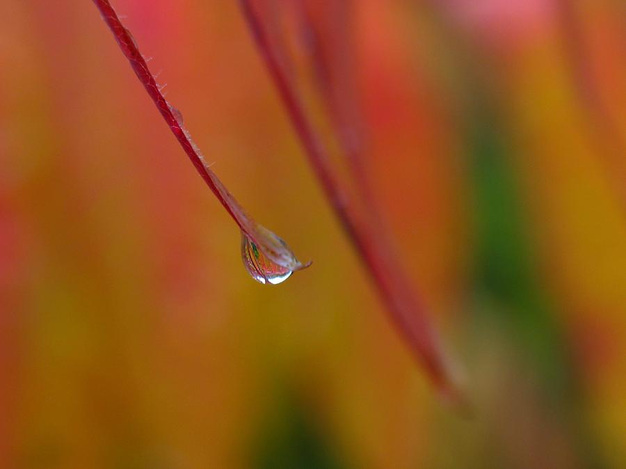 Raindrop #1 Photograph by Juergen Roth