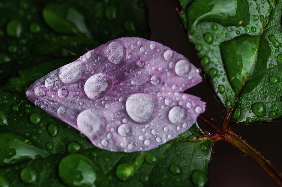 Raindrop Pearls #1 Photograph by Teresa Herlinger