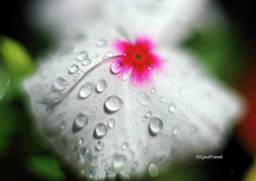 Raindrops on Flower #1 Photograph by PJQandFriends Photography