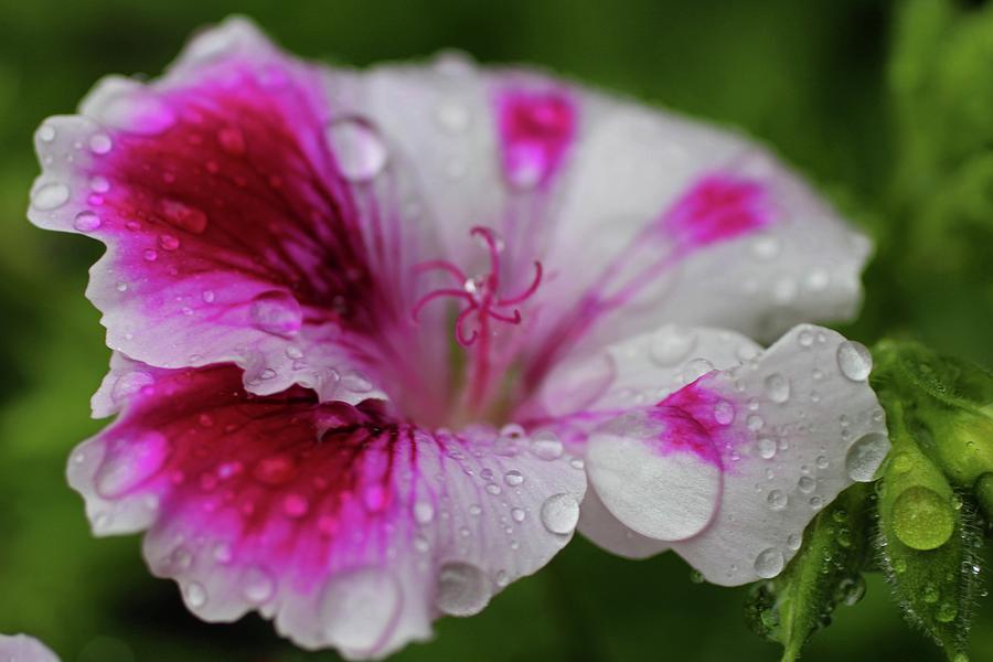 Raindrops on Petals #1 Photograph by Michiale Schneider