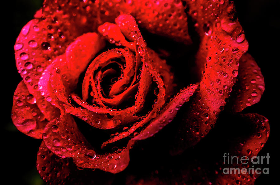 Raindrops on Rose #1 Photograph by Thomas R Fletcher