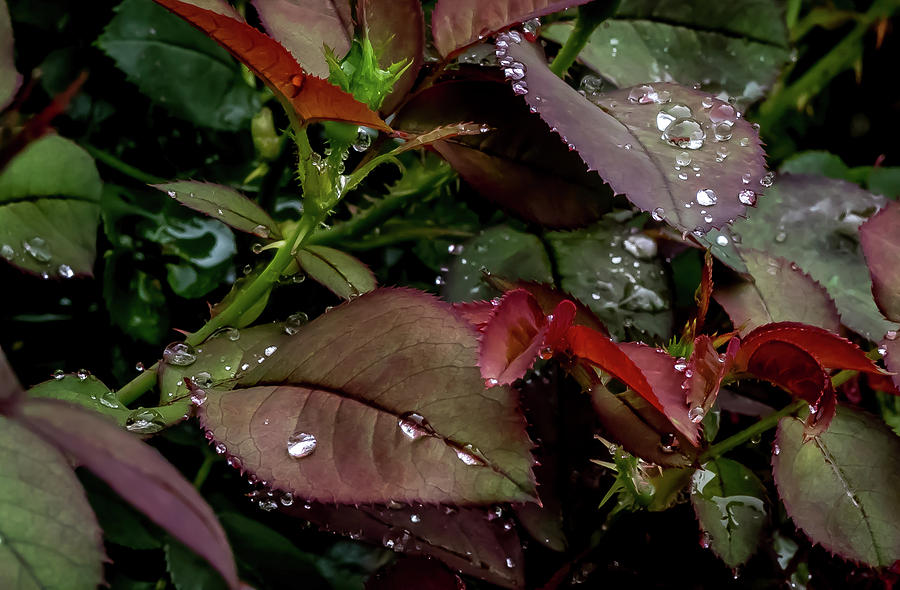 Raindrops on Roses #1 Digital Art by Ed Stines