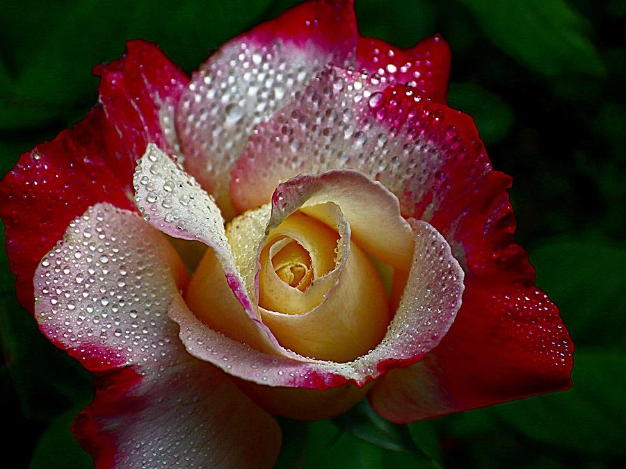 Raindrops on Roses #1 Photograph by Karen McKenzie McAdoo