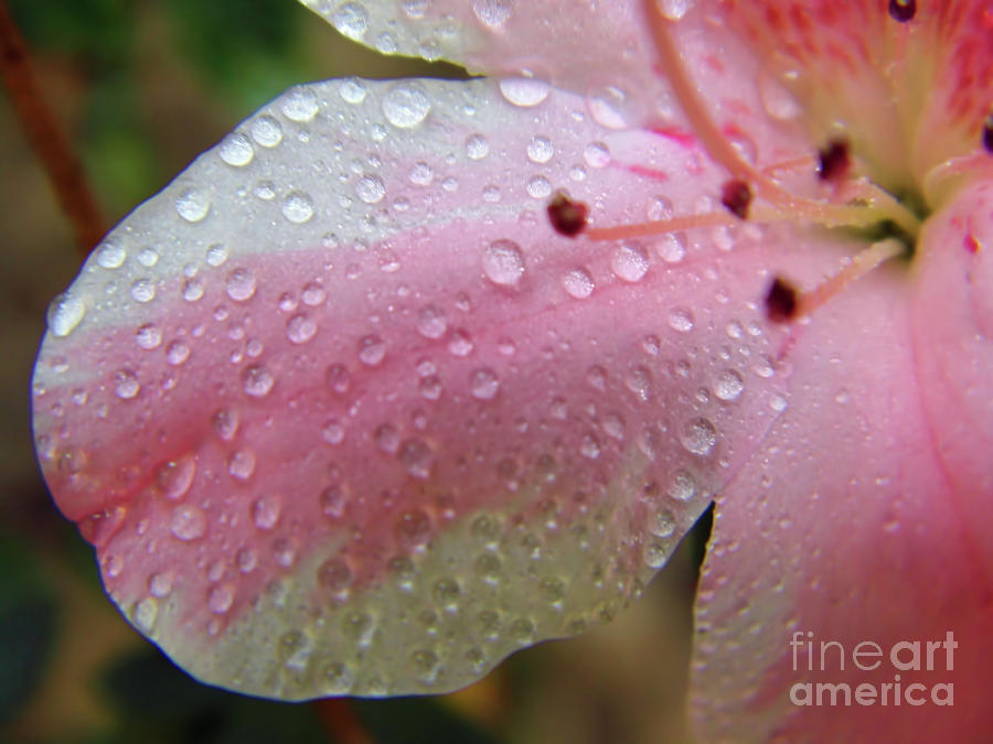 Raindrops On The Azalea Petal Photograph by D Hackett