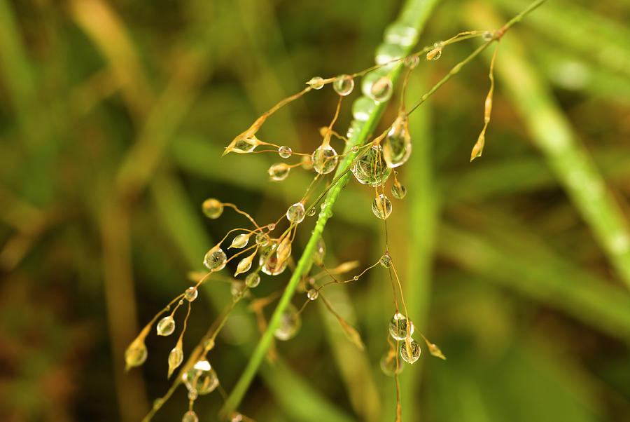 Raindrops On Wavy Hair Grass Photograph By Hugh Mckean