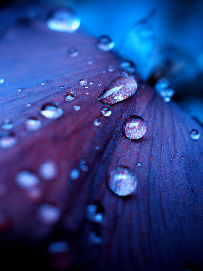 Raindrops #2 Photograph by Yuka Kato
