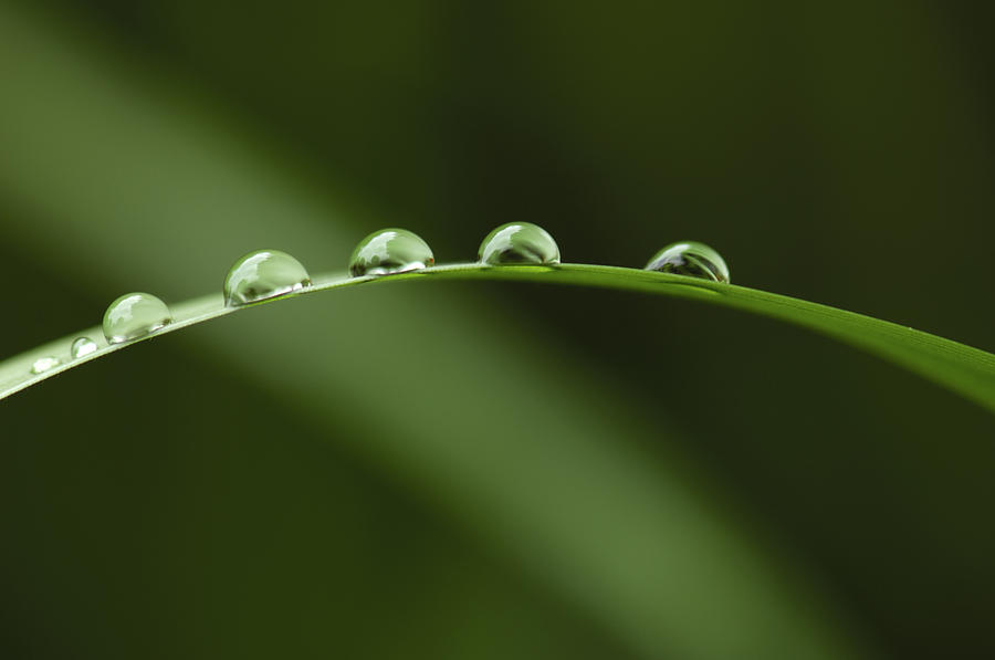 Nature Photograph - Raindrops #1 by Silke Magino