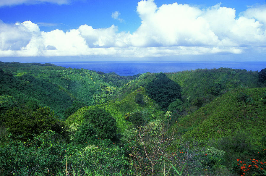 Rainforest near Hana #1 Photograph by John Burk