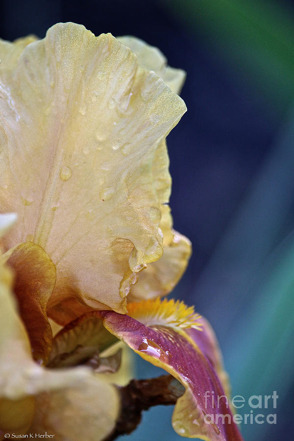Rainy Day Iris #1 Photograph by Susan Herber