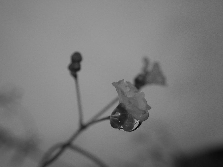 Flower Photograph - Rainyday #1 by Kumiko Izumi