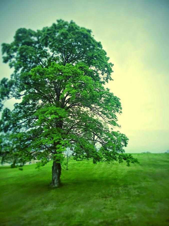 Random Tree Photograph