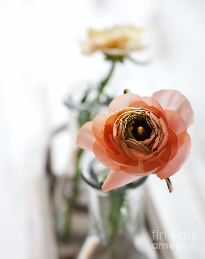 Ranunculus #1 Photograph by Kati Finell