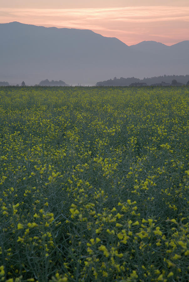 Rapeseed dawn #1 Photograph by Ian Middleton