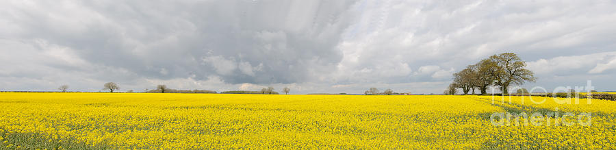 Rapeseed field Photograph by Colin Rayner