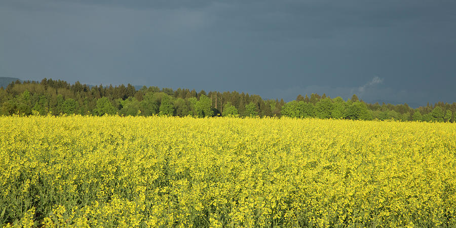 Rapeseed Field With Storm Clouds In Background #1 Photograph by Ian Middleton