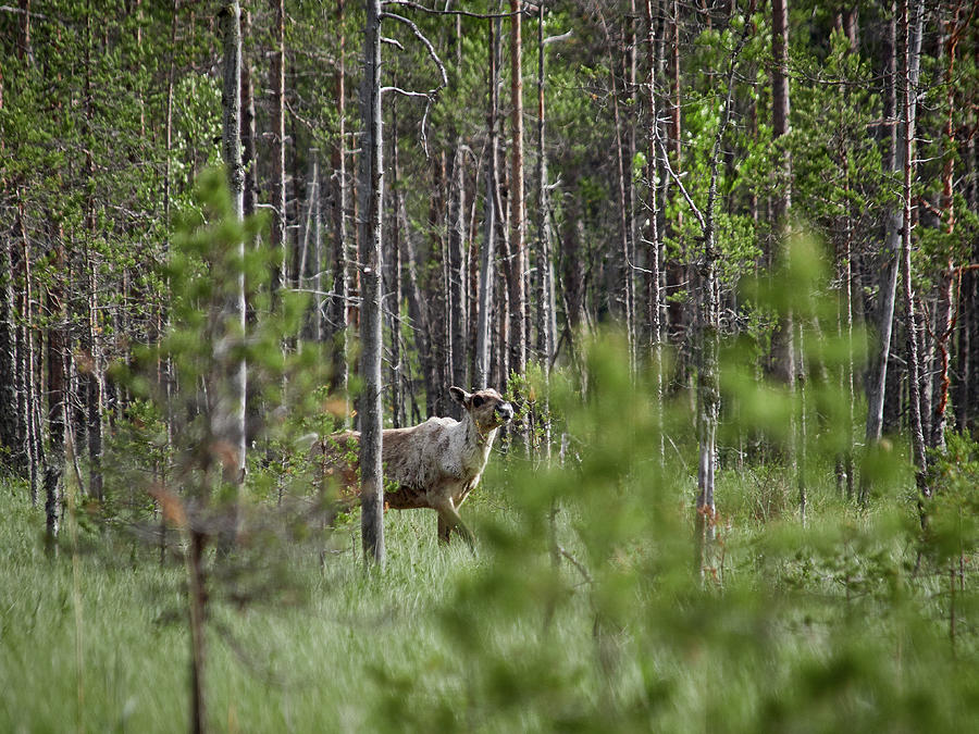 Rare And Wild. Finnish Forest Reindeer Photograph