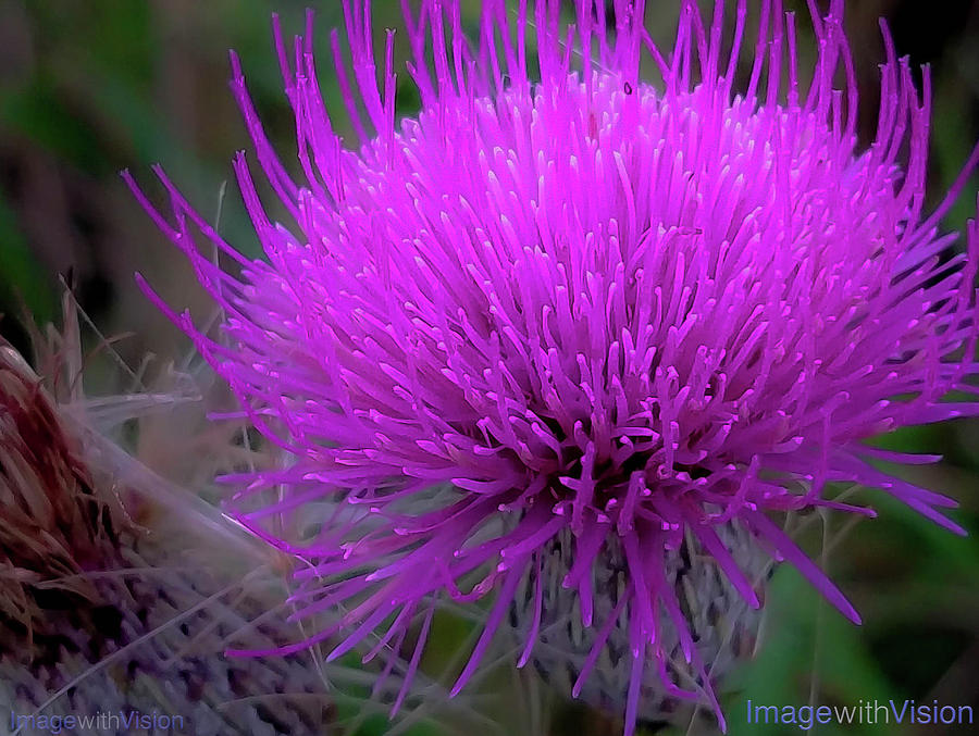 Rare Purple Blooming Pitchers Thistle Photograph by Rich Ackerman
