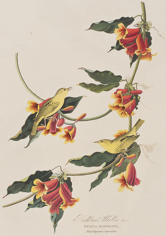 John James Audubon Painting - Rathbone Warbler by John James Audubon