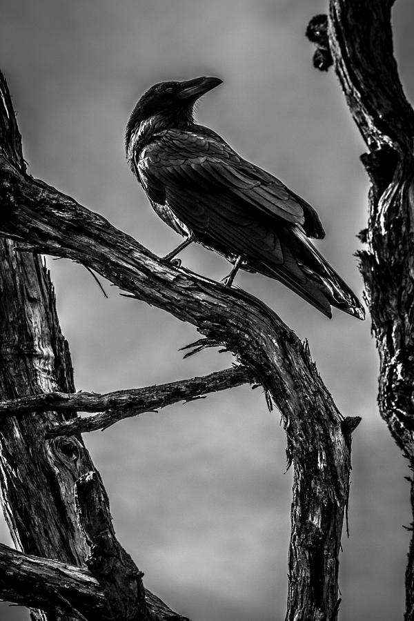 Raven at Yosemite #1 Photograph by Steven A Bash