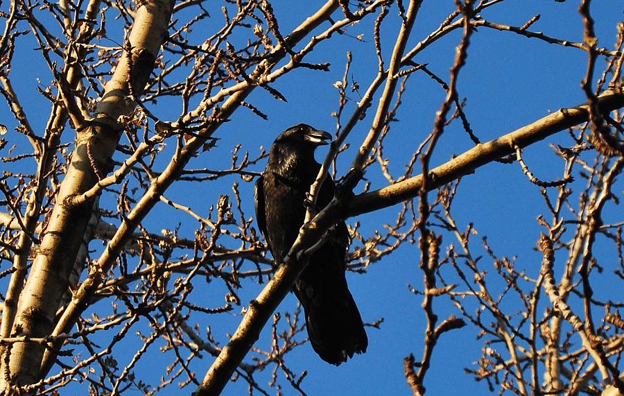 Raven #1 Photograph by Marilynne Bull