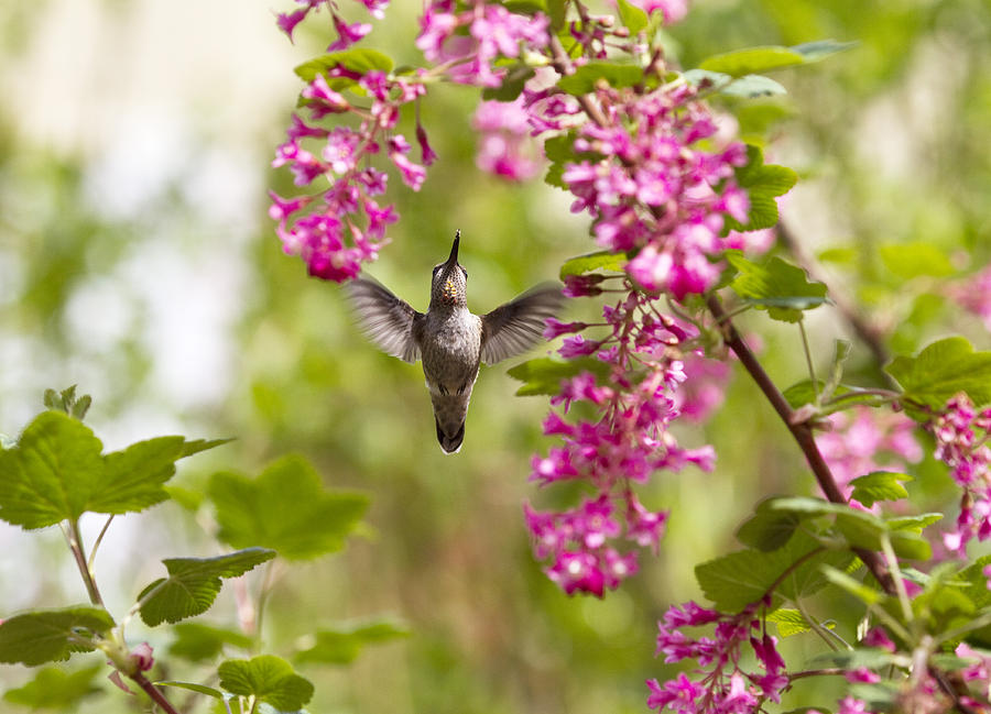 Hummingbird Photograph - Reach For It #1 by Rebecca Cozart