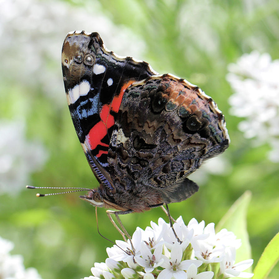 Red Admiral Butterfly #1 Photograph by Doris Potter