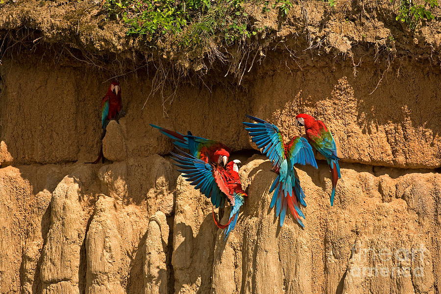 Red-and-green Macaw Ara Chloroptera #1 Photograph by Gerard Lacz