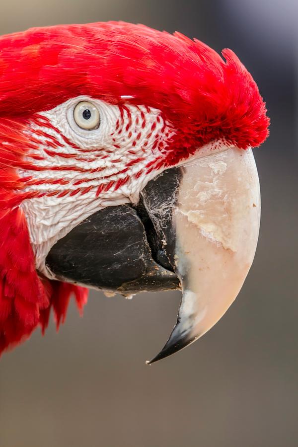 Red and Green Macaw #4 Photograph by Teresa Wilson