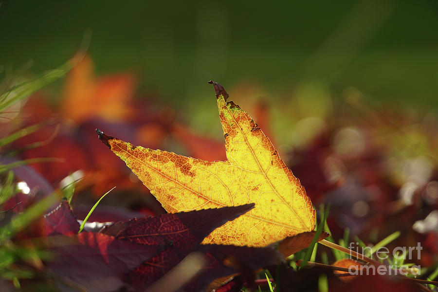 Fall Photograph - Red and Orange Autumn leafs #1 by Vladi Alon