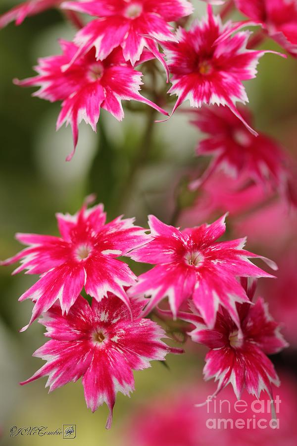 Red and White Dwarf Twinkling Beauty Phlox #5 Photograph by J McCombie