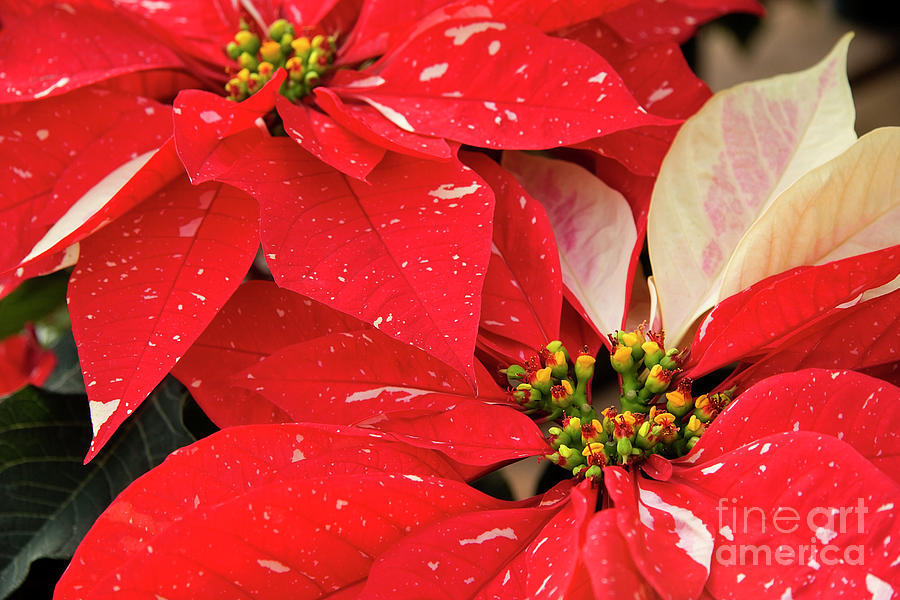 Red and White Poinsettias #1 Photograph by Jill Lang