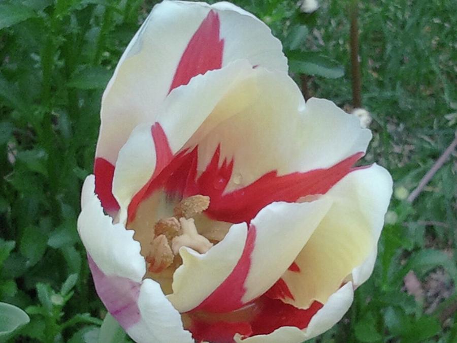 Red And White Tulip #1 Photograph by Tim Donovan