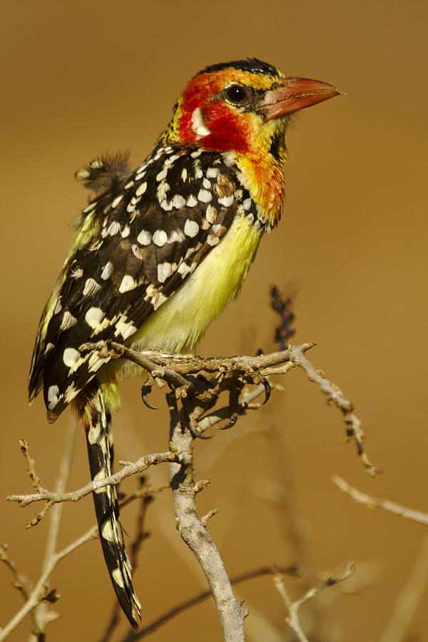 Red and Yellow Barbet #1 Photograph by Michele Burgess