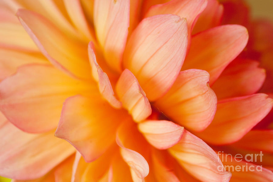 Red and yellow Dahlia #1 Photograph by Colin Rayner