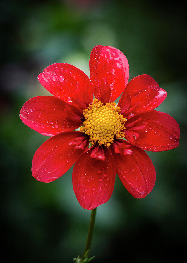 Red and Yellow Dahlia Photograph by Michael Sedam - Fine Art America