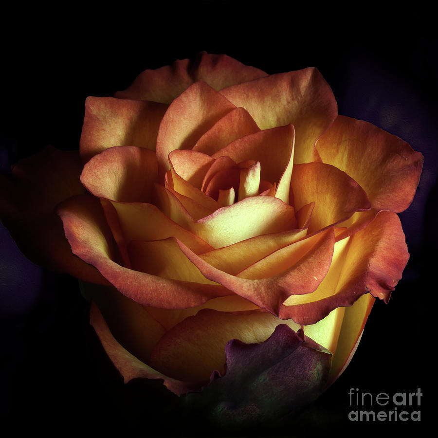 Red And Yellow Rose Digital Art by Anthony Ellis